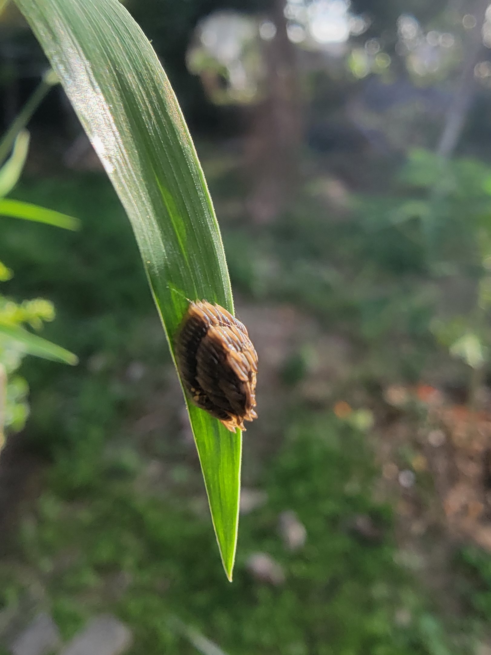 Cluster of dark brown eggs on grass blade