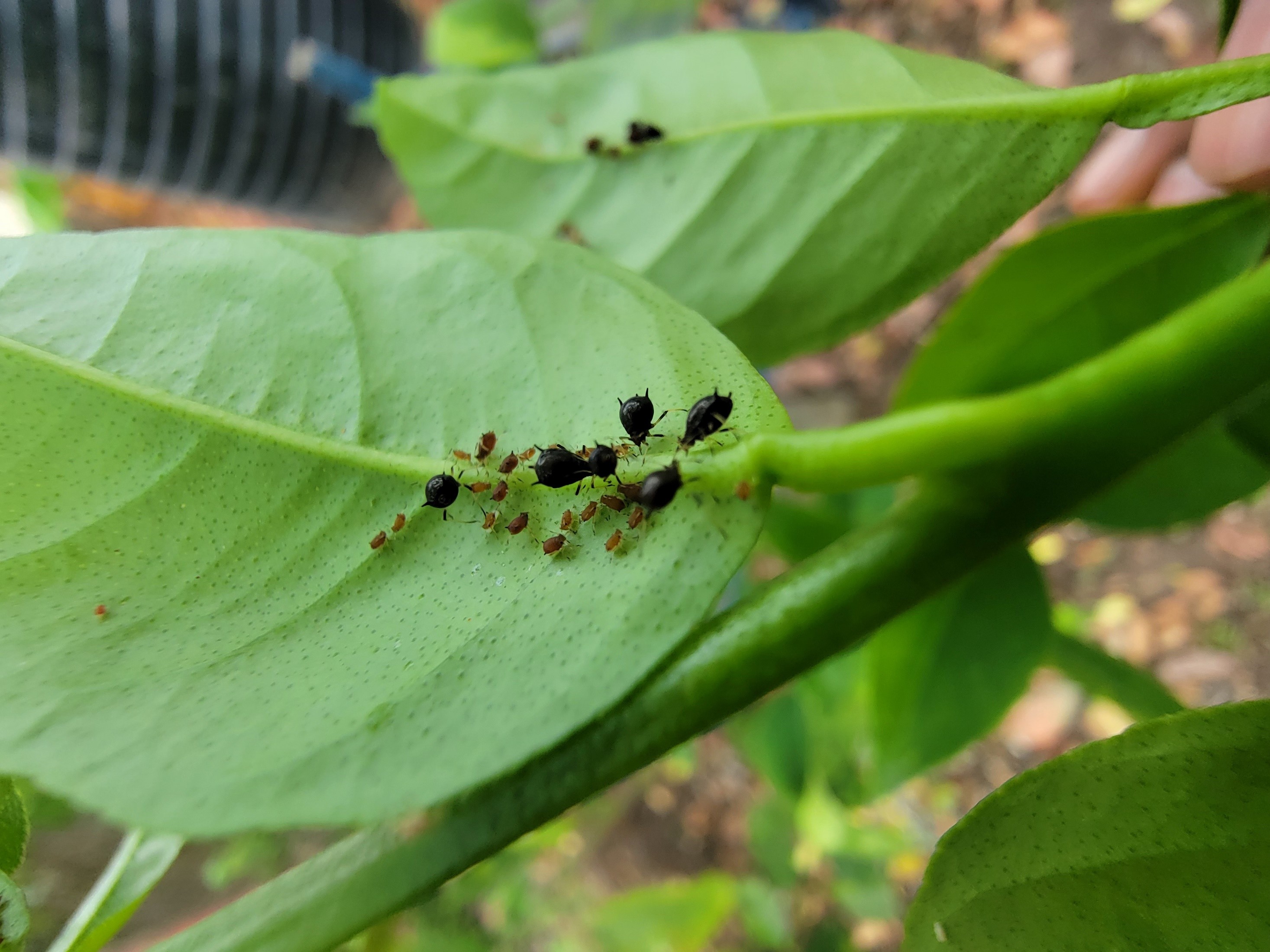 Black aphids on lime leaf