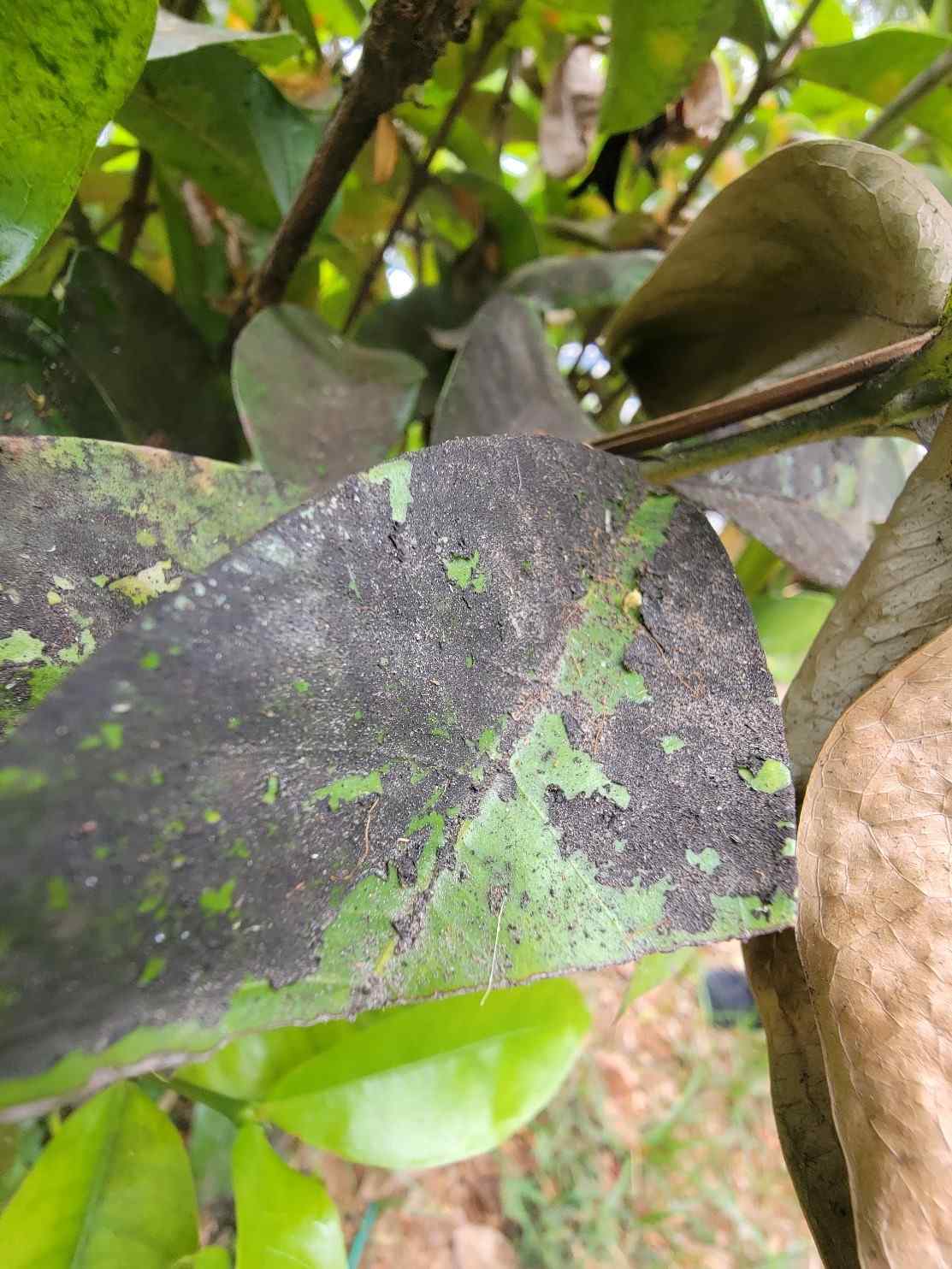 Black sooty mold on plant leaf