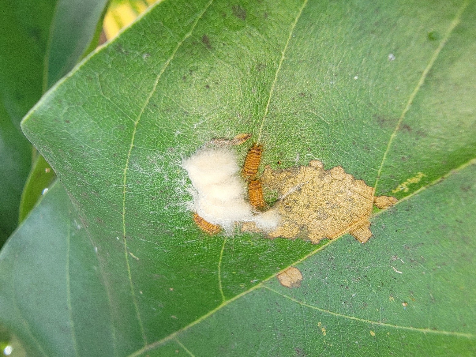 Caterpillar on avocado leaf