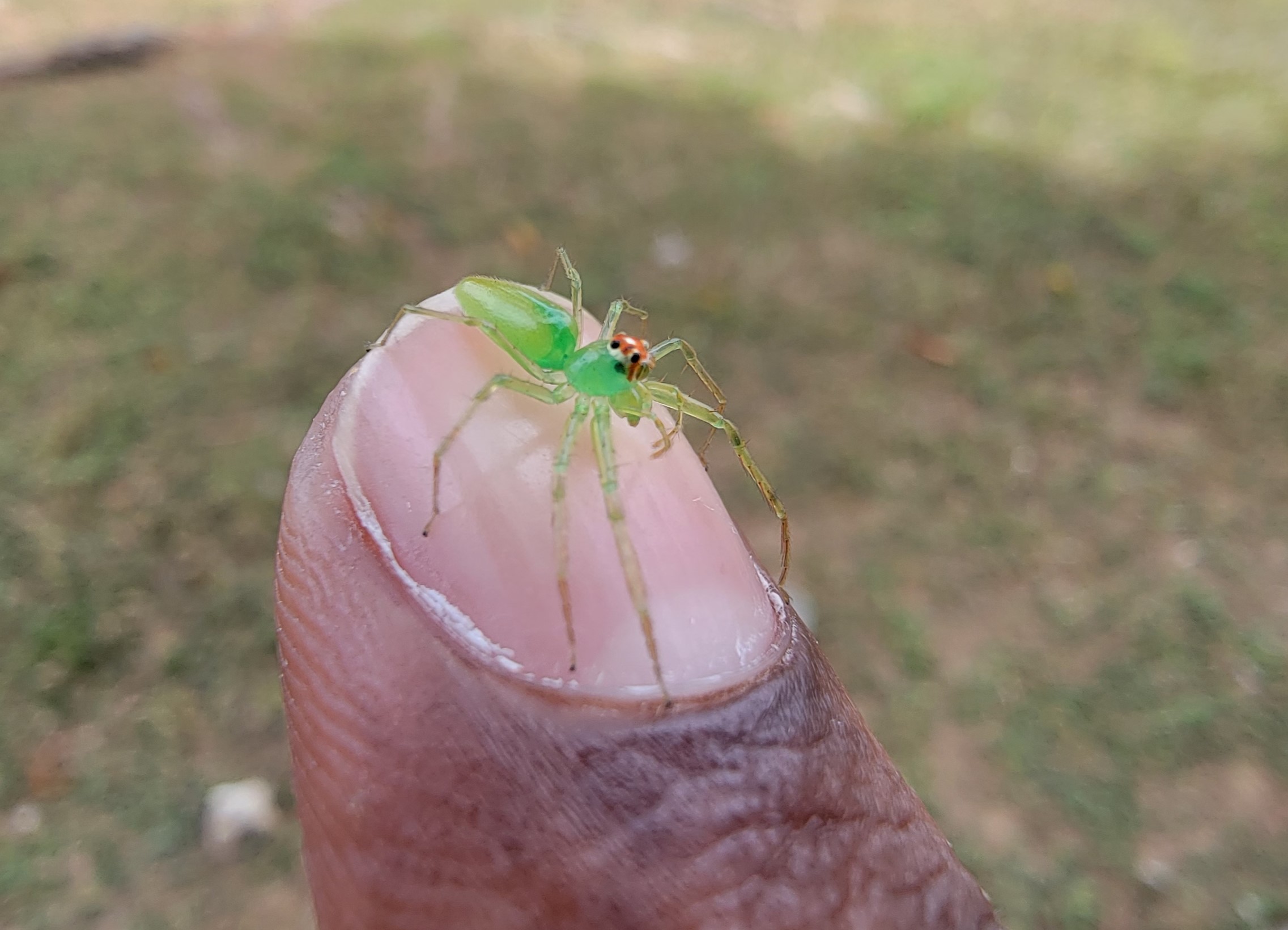 green spider with big eyes