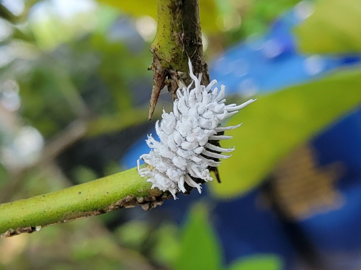 ladybug larvae on lime leaf