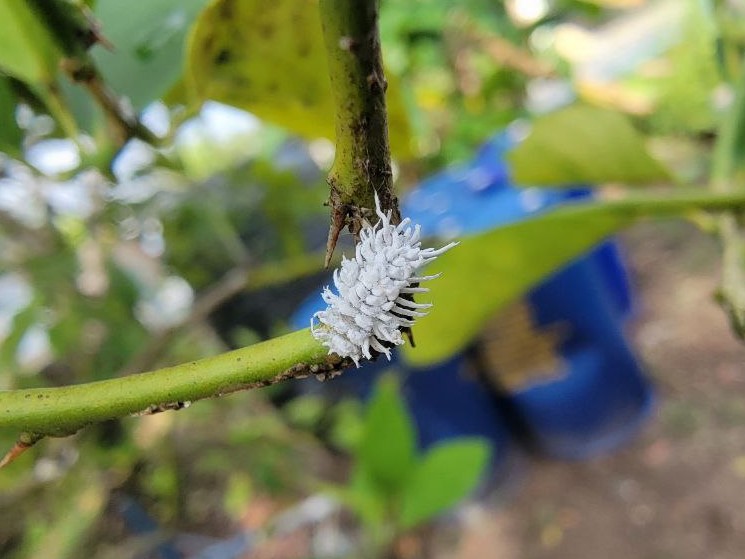 Ladybug larvae on tree branch.