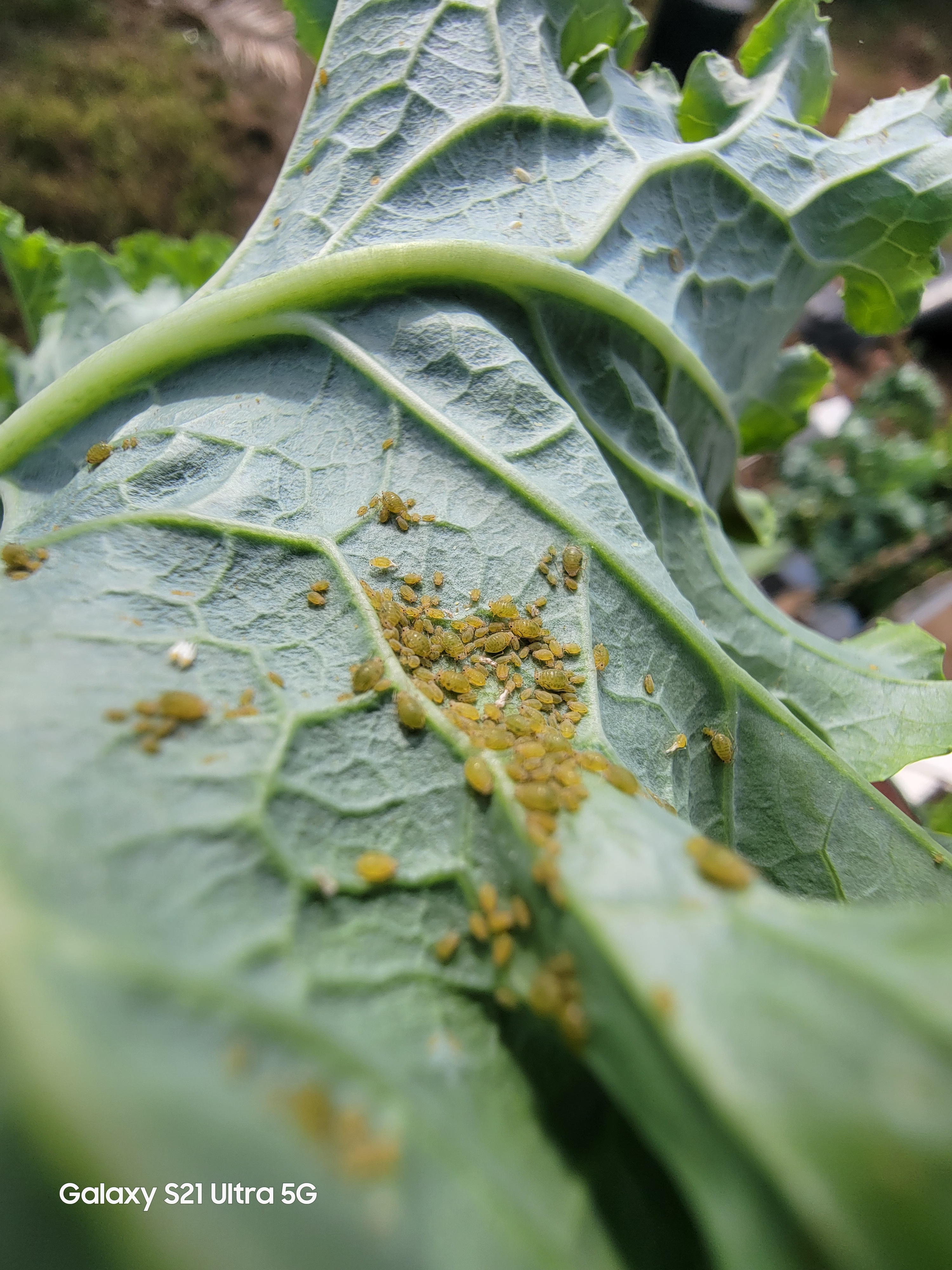 Green Aphid on Kale leaf