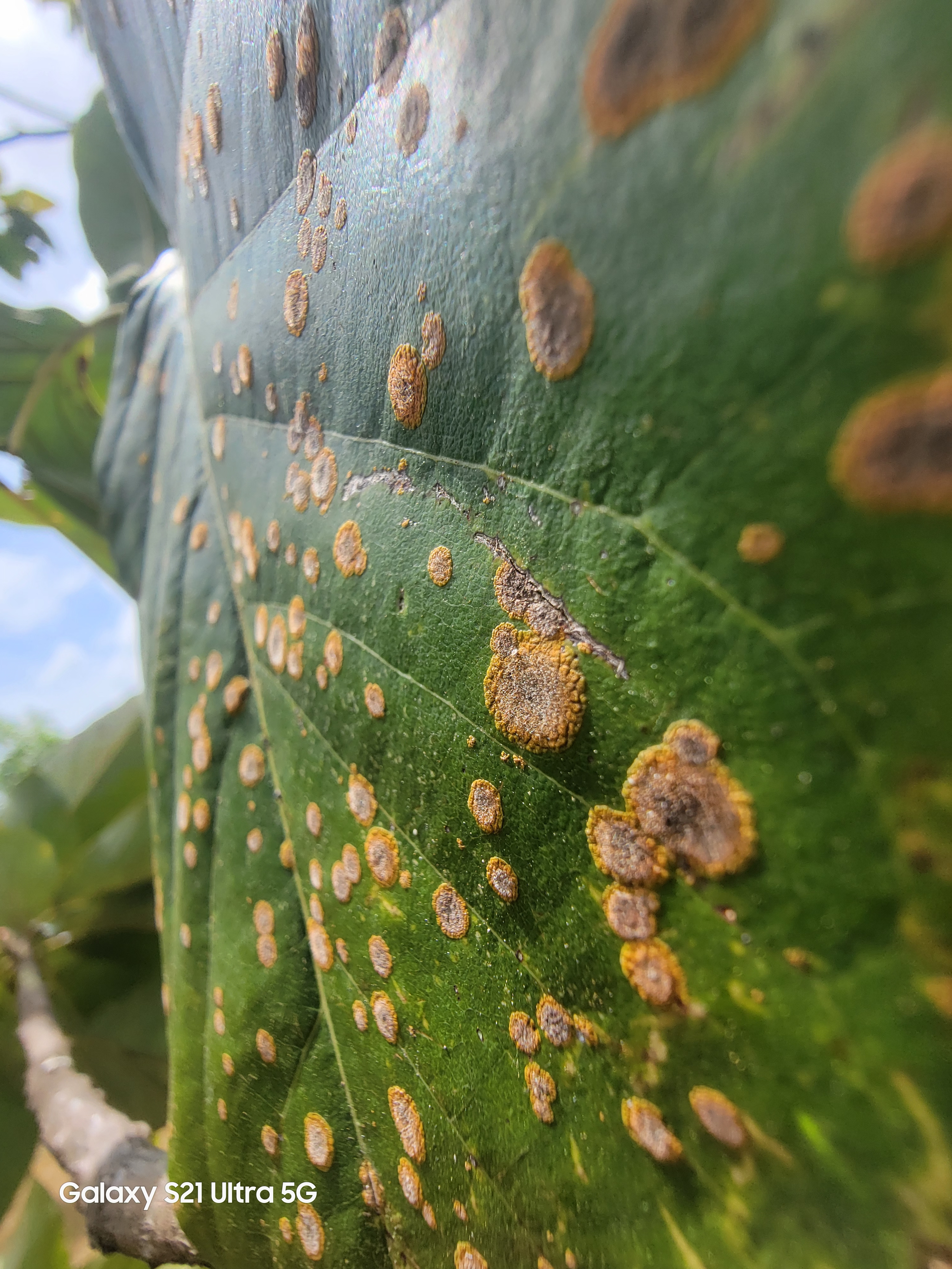 Rust fungus on avocado leaf