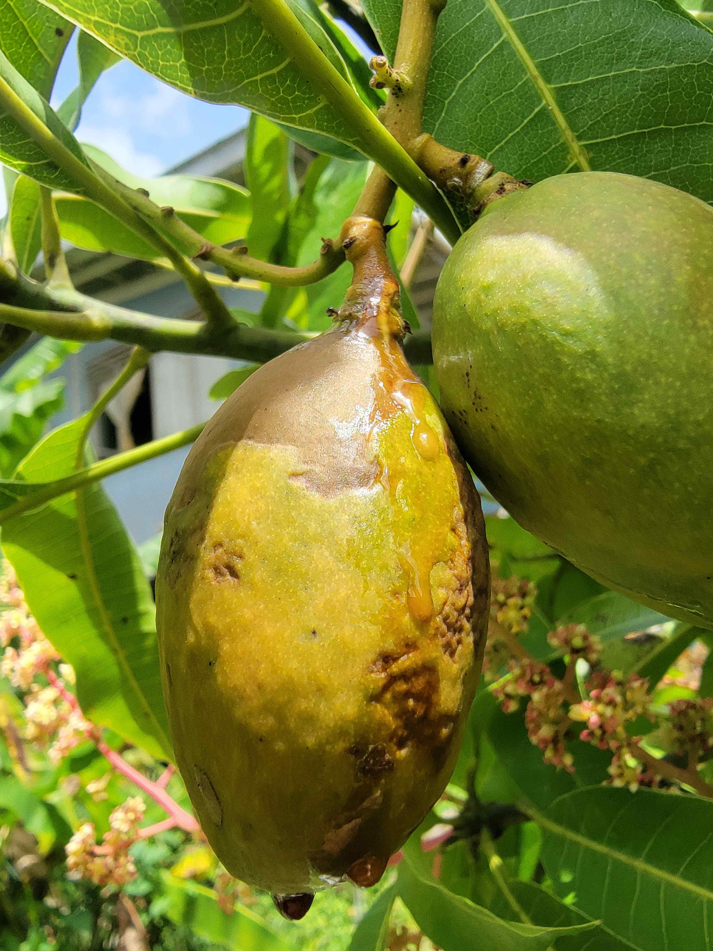 mango with deformed skin and sticky liquid oozing from it