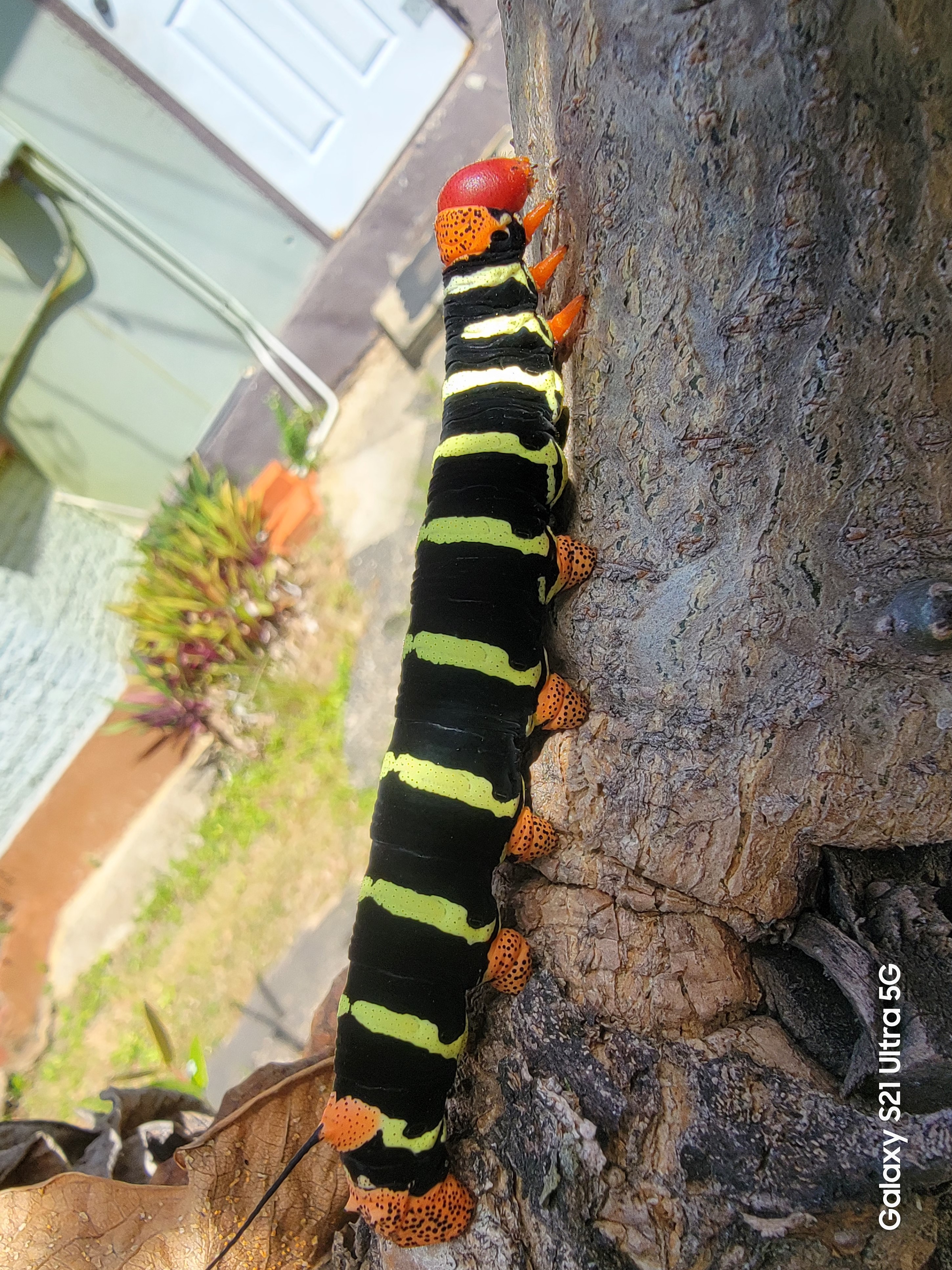 Rasta caterpillar on frangipani