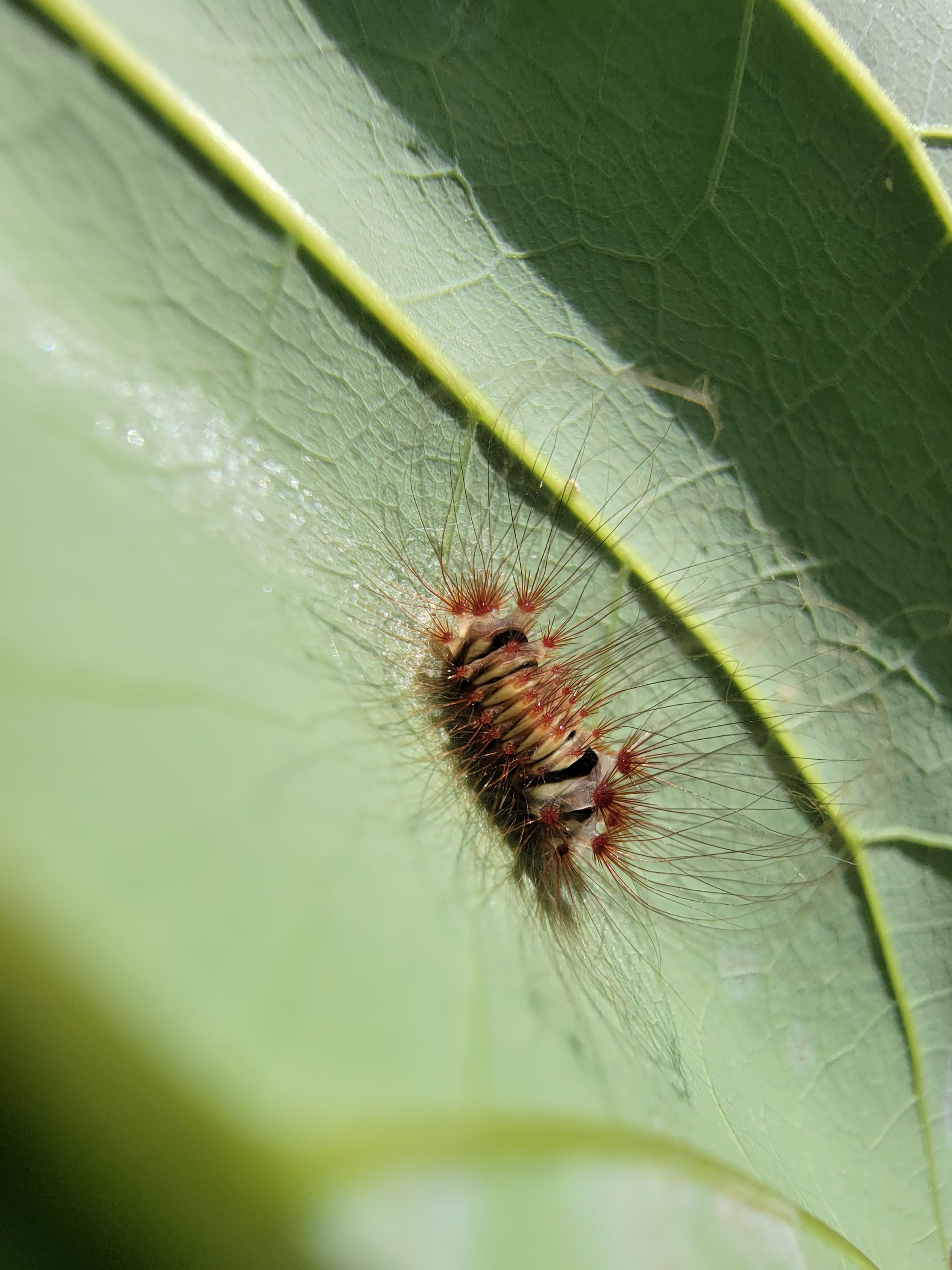 spikey caterpillar on avocado leaf