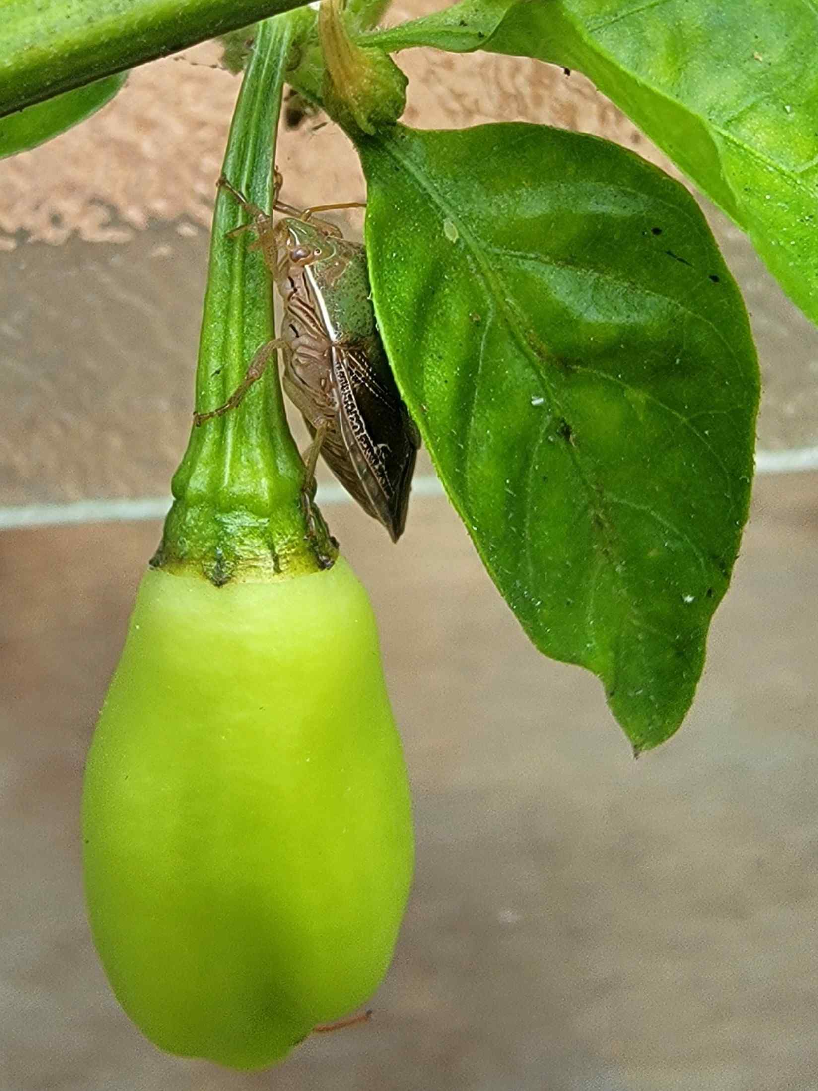 Stink bug on pimento plant