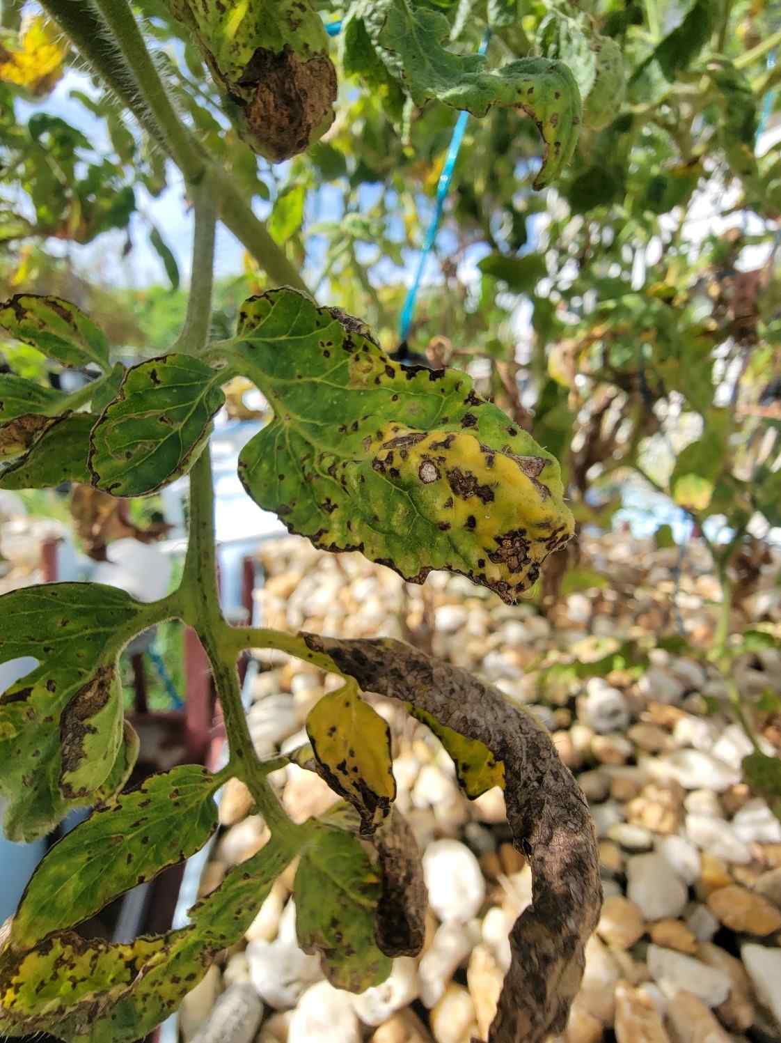 Black spots of decay on tomato plant