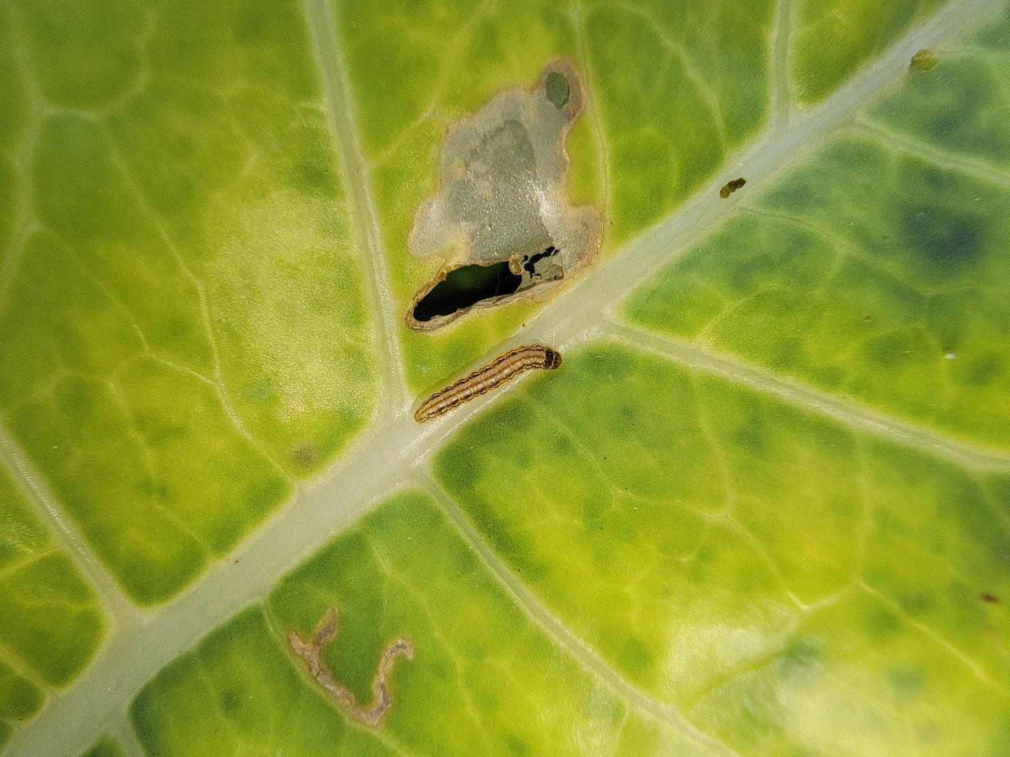 Caterpillar on cabbage leaf