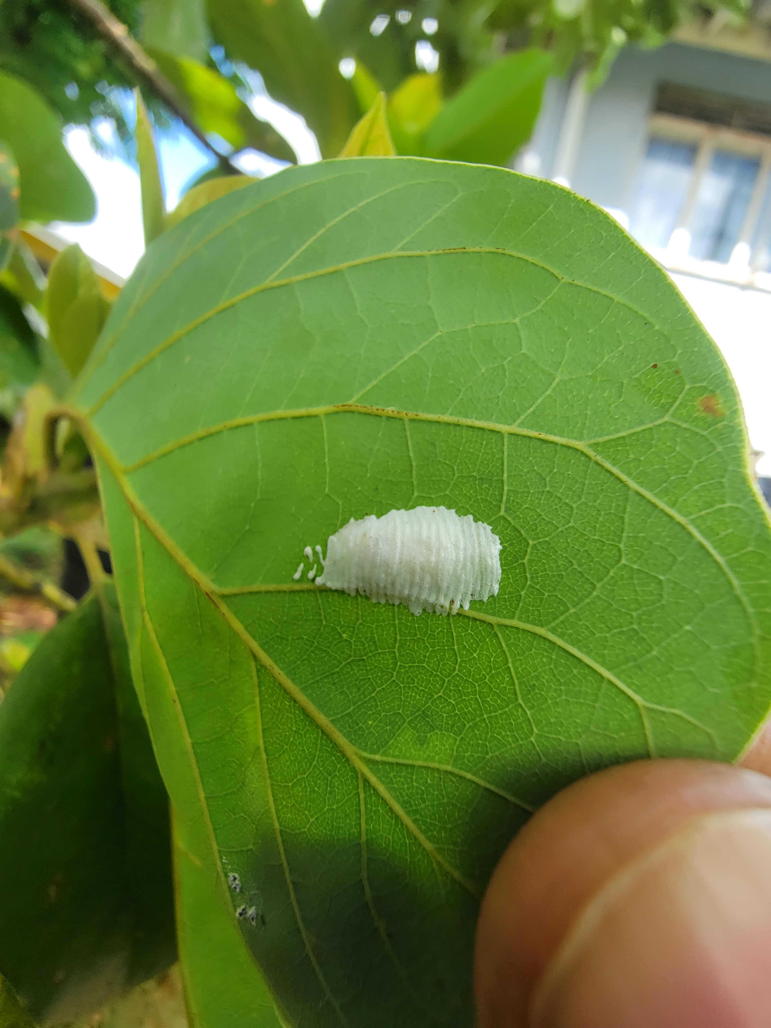 a flat pile of white segments