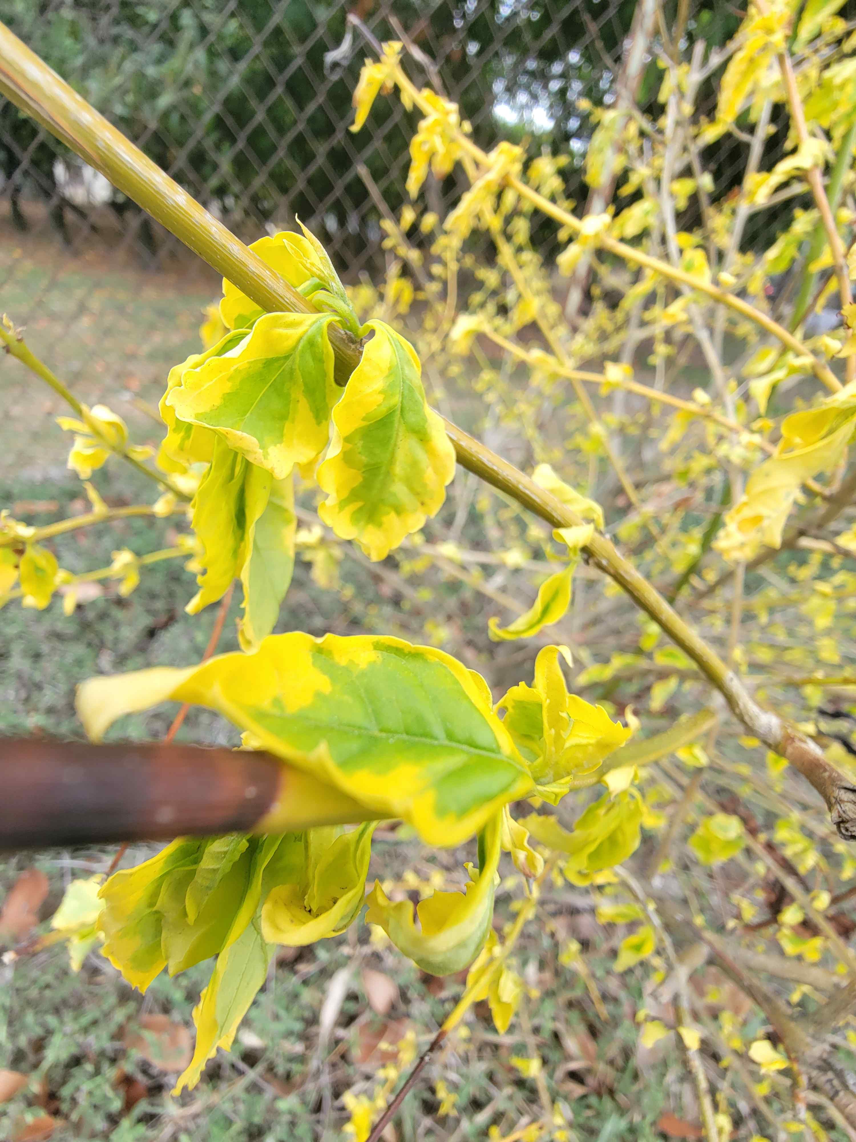 A shrub with leaves turning from green to yellow