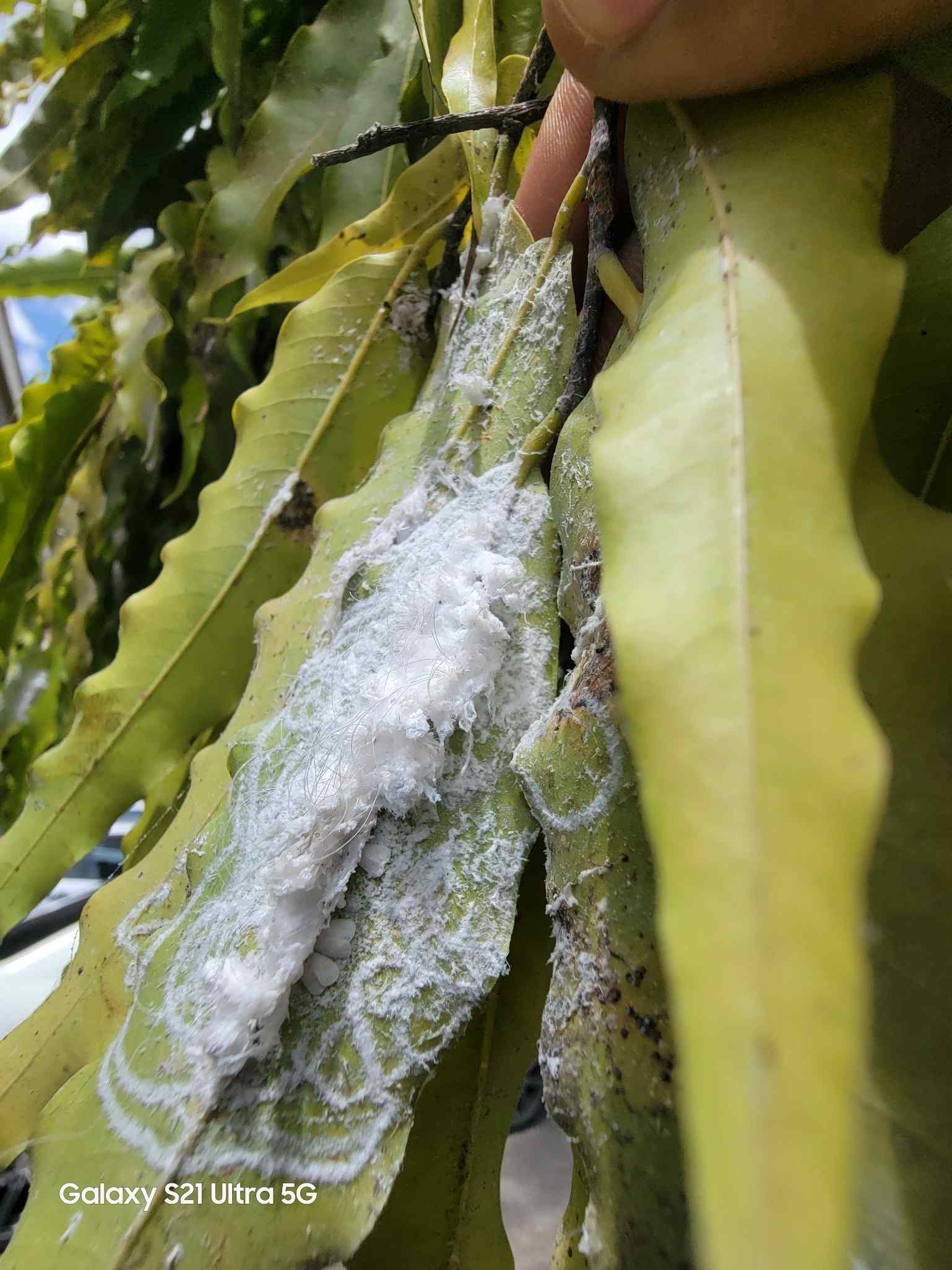 Group of white flies on plant leaf